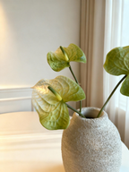 Anthurium - Light Green