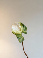 Anthurium - White & Green