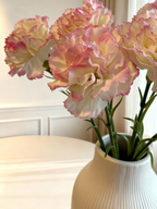 Carnation (Dianthus caryophyllus) - Pink & White