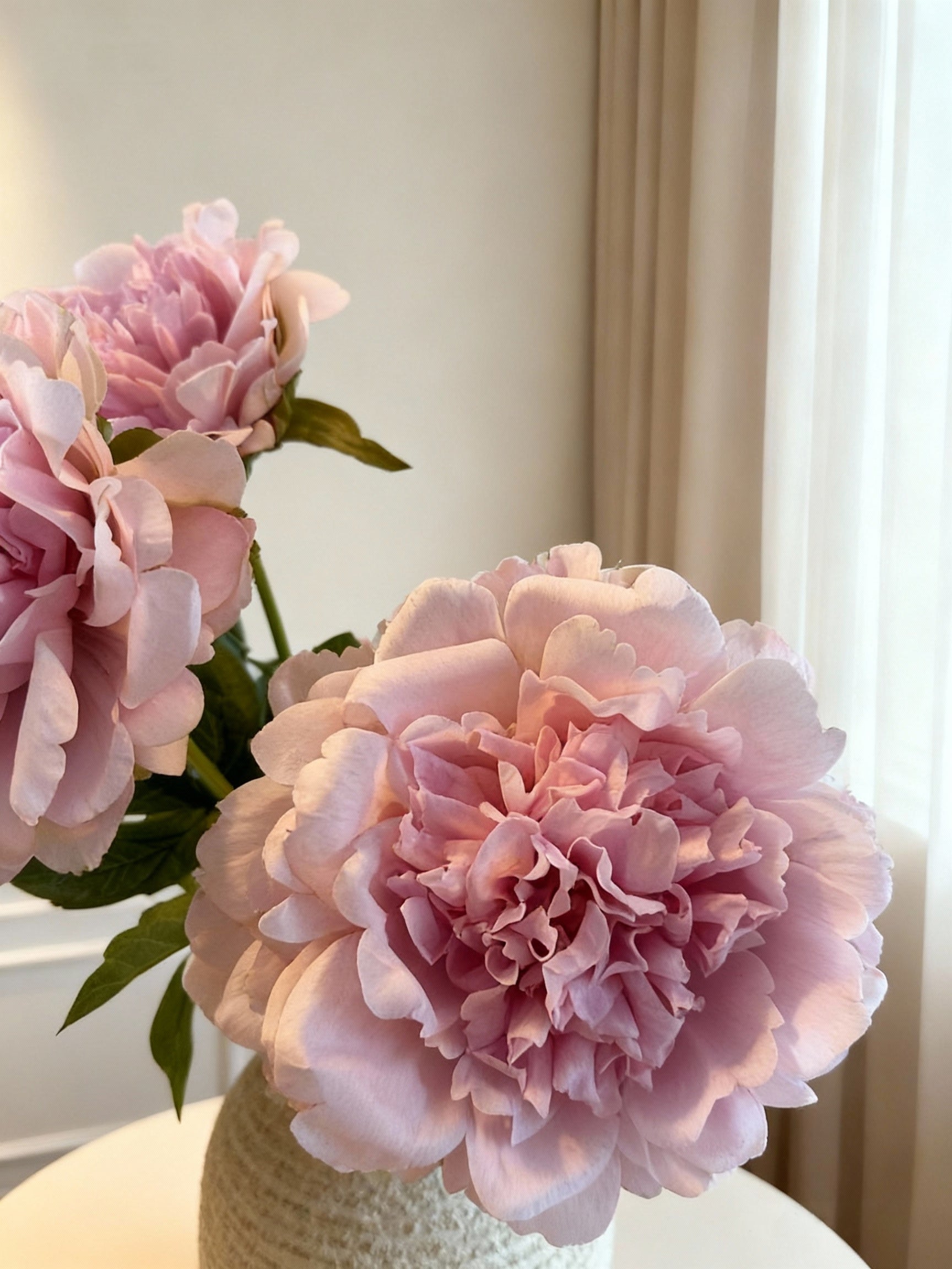 Paeonia Lactiflora (Chinese Peony) - Pastel Pink