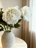 Paeonia Lactiflora (Chinese Peony) - White