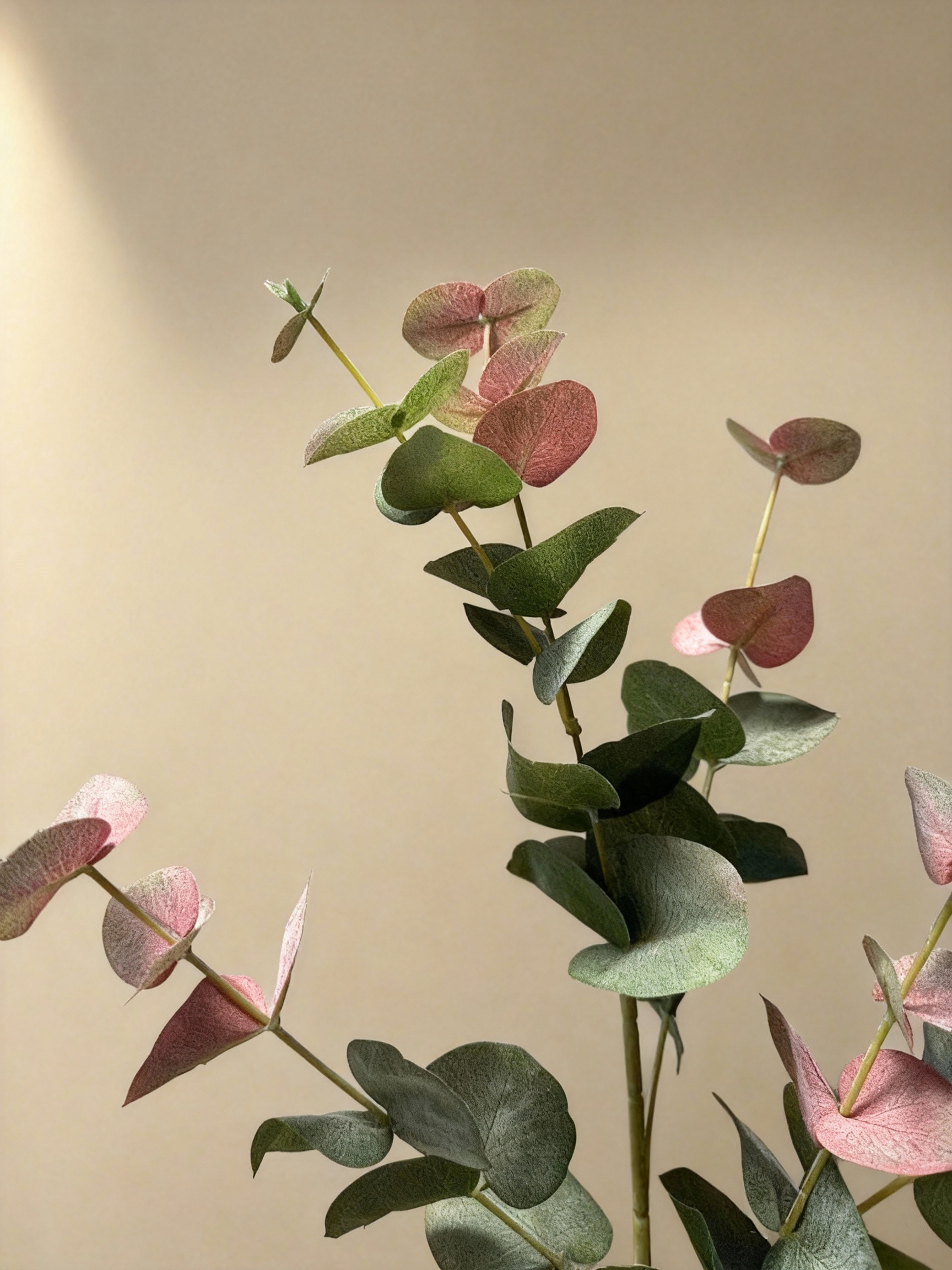 Eucalyptus - Autumn Purple