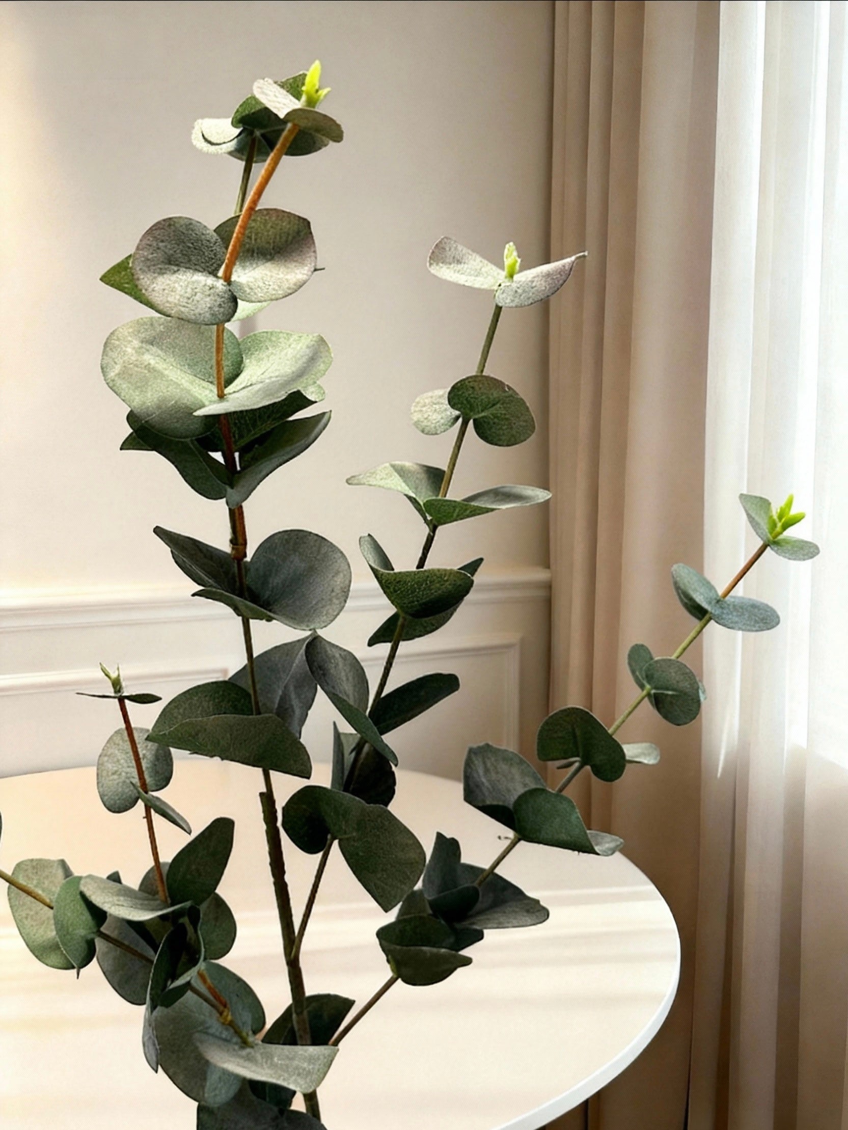 Eucalyptus - Green
