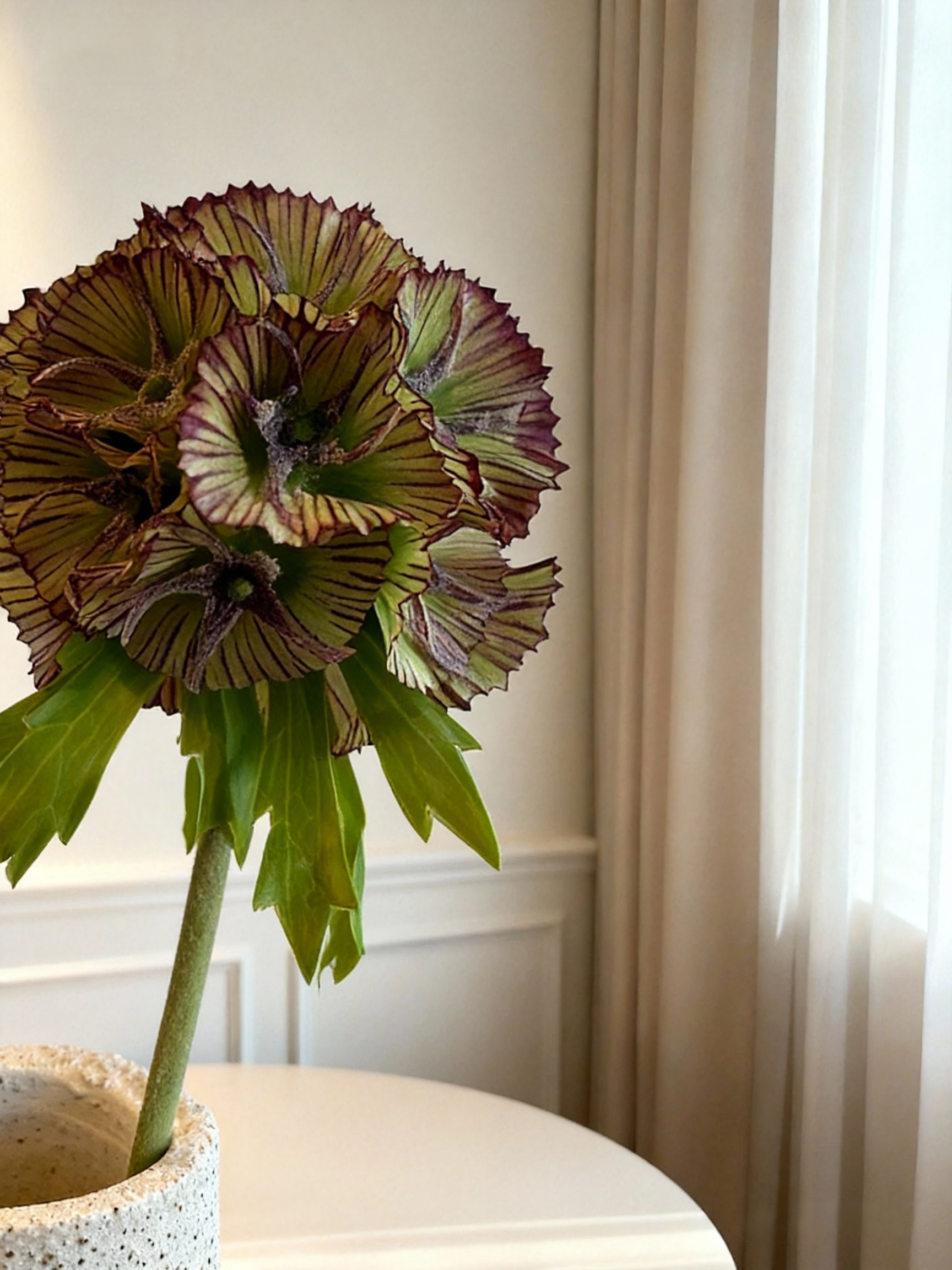 Scabiosa Stellata (Seed Pod) - Burgundy