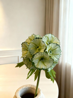 Scabiosa Stellata (Seed Pod) - Light Green