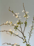 Spiraea Thunbergii - White