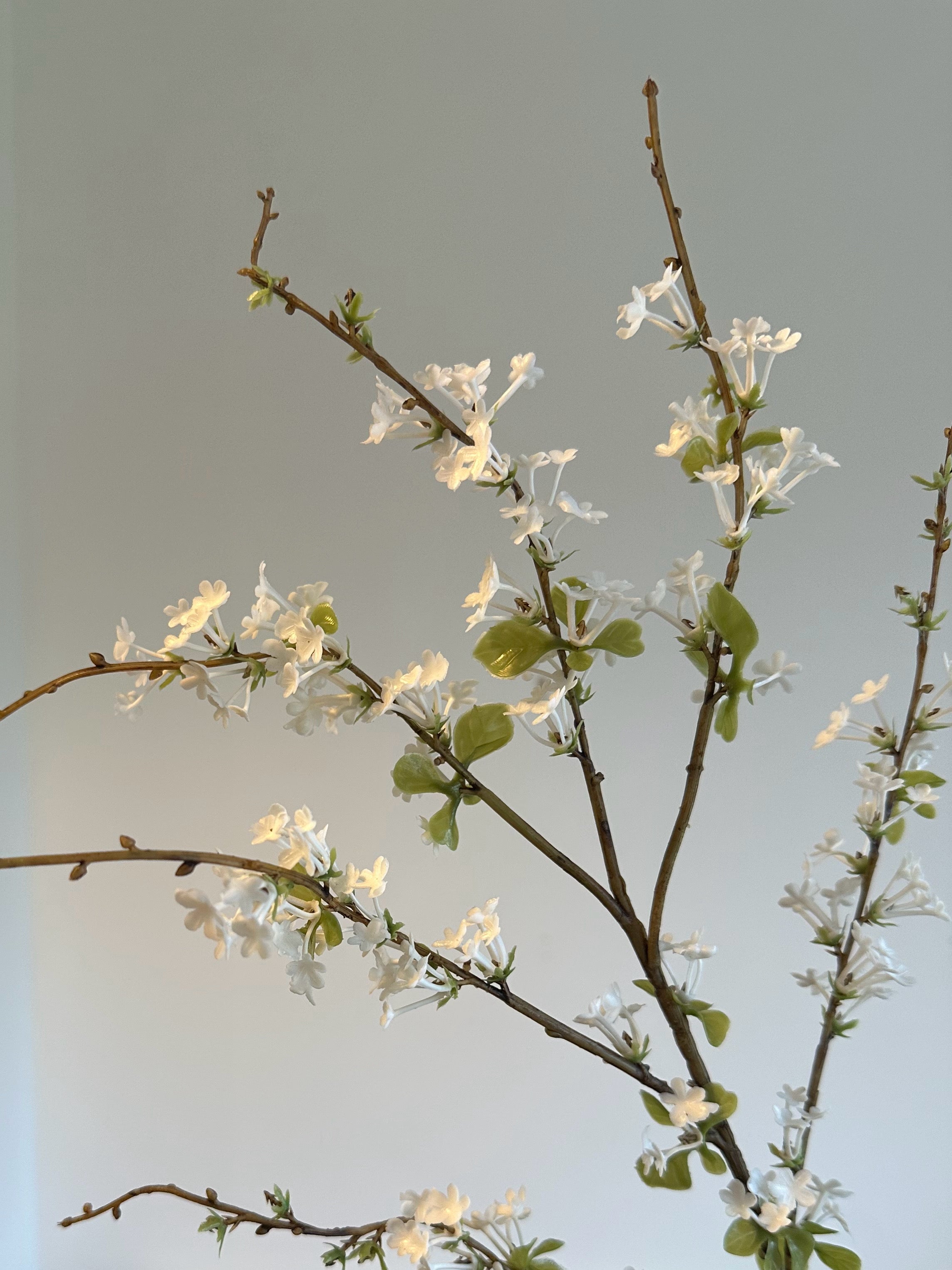 Spiraea Thunbergii Bouquet